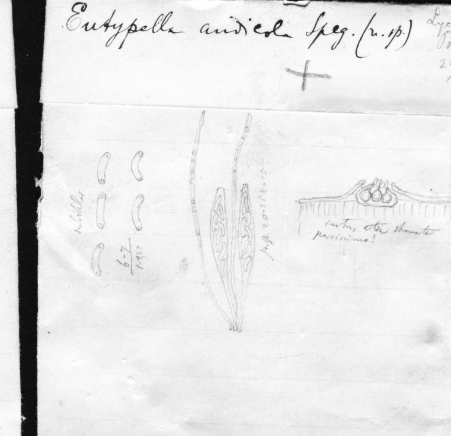 dibujo de Eutypella andicola Speg.