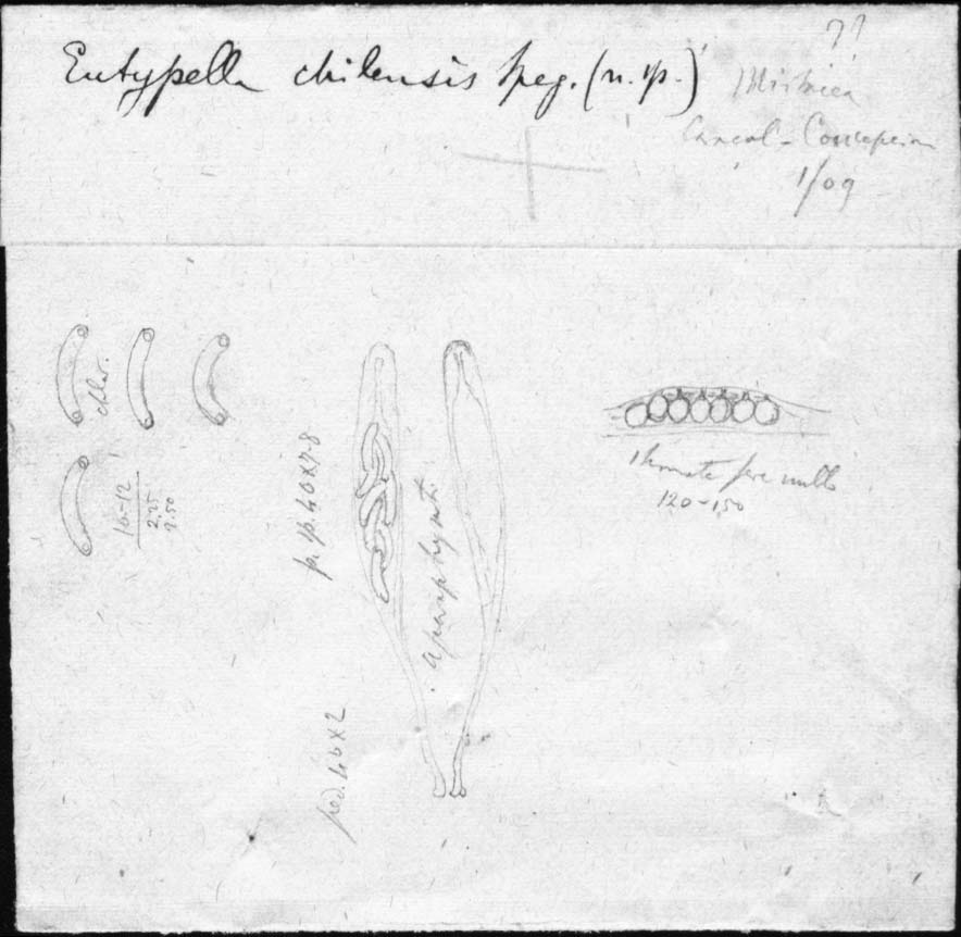 dibujo de Eutypella chilensis Speg.