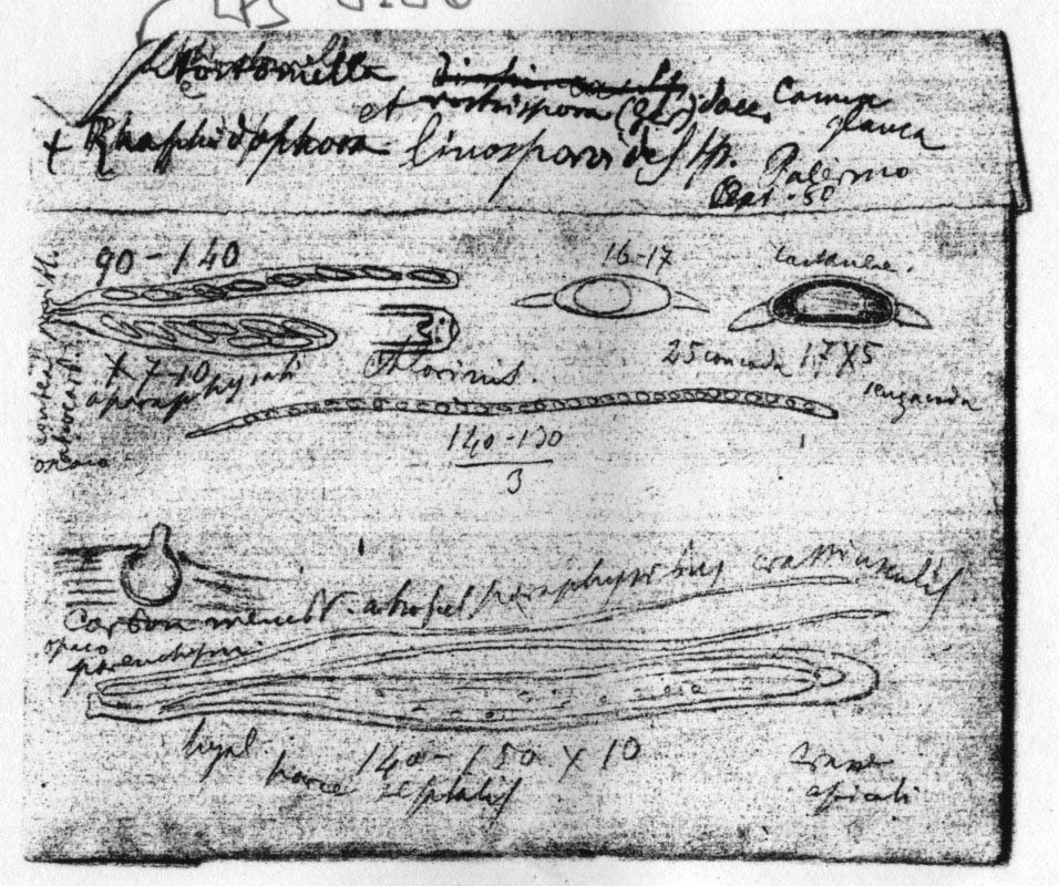 dibujo de Ophiobolus linosporoides Speg.