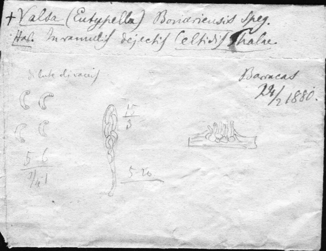 dibujo de Eutypella bonariensis Speg.