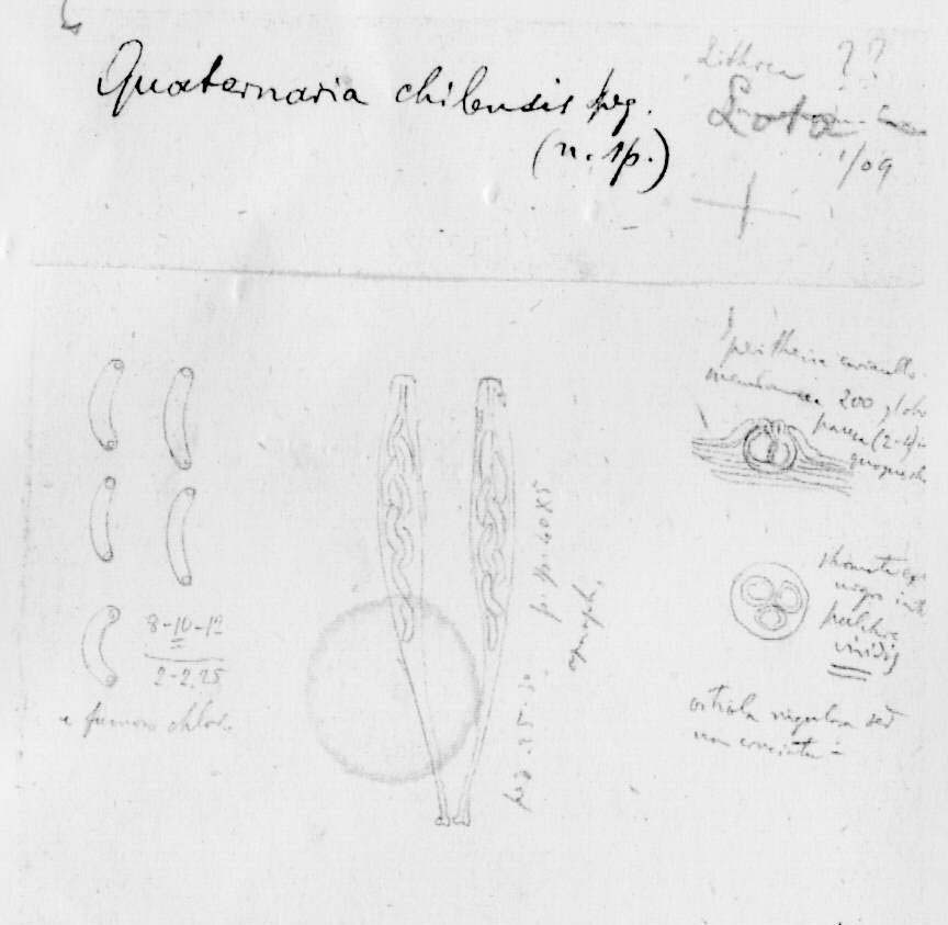 dibujo de Quaternaria chilensis Speg.