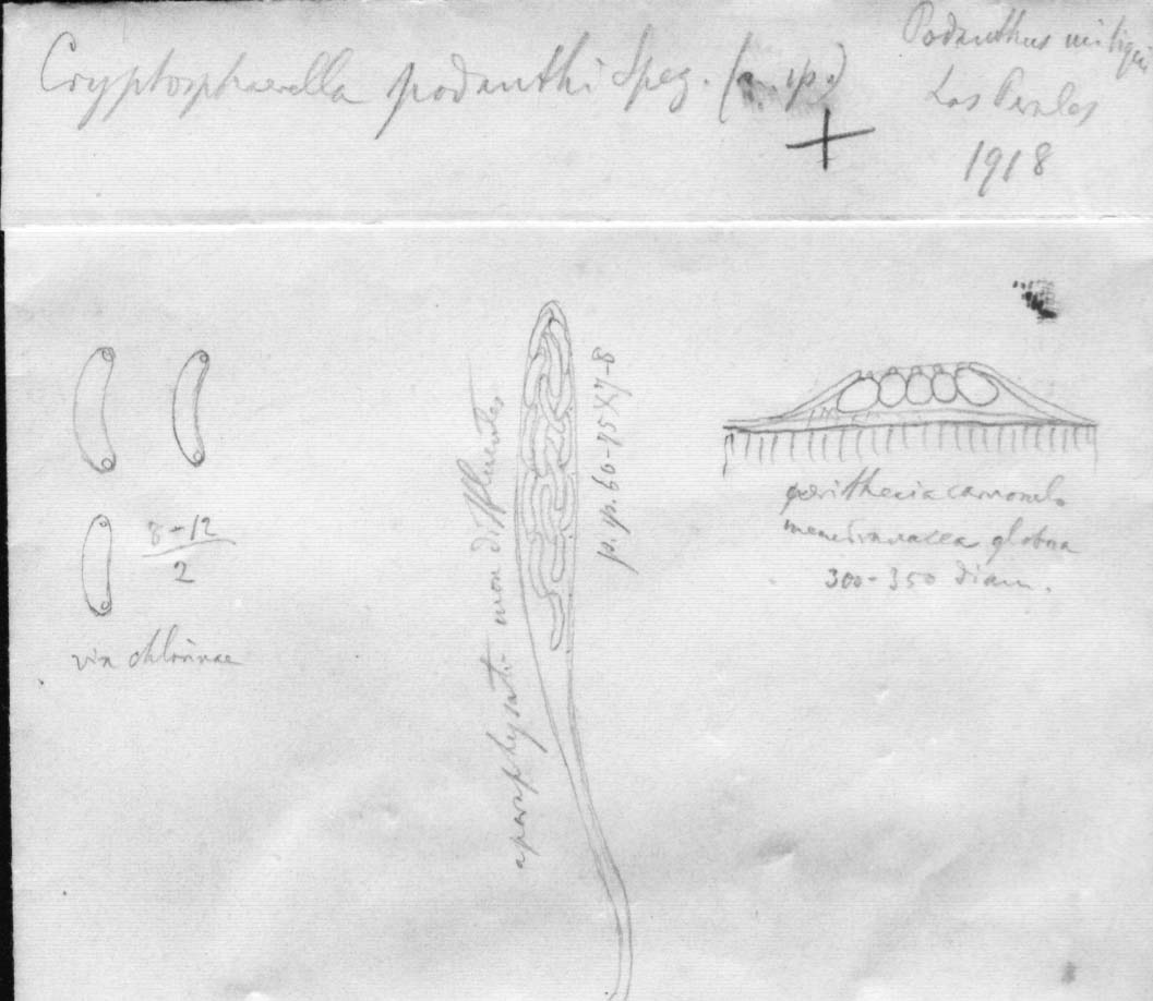 dibujo de Cryptosphaerella podanthi Speg.