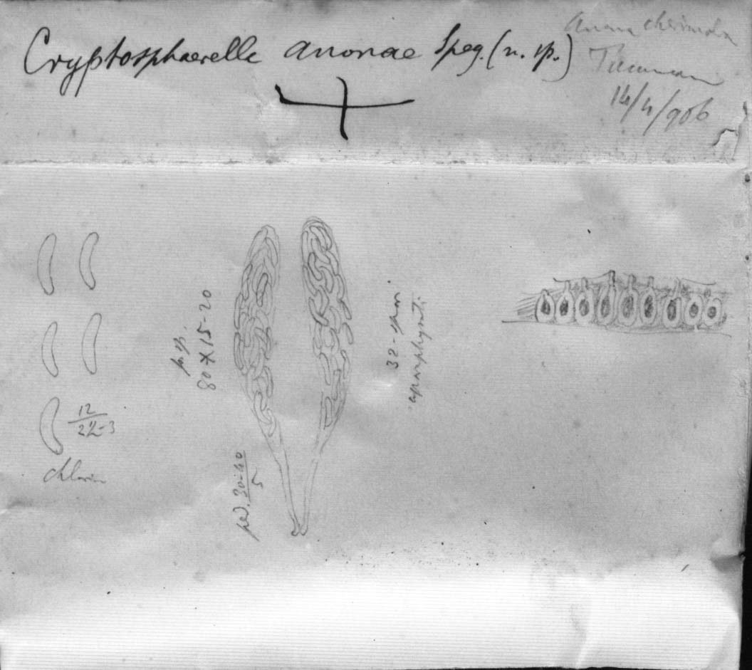 dibujo de Cryptosphaerella anonae Speg.