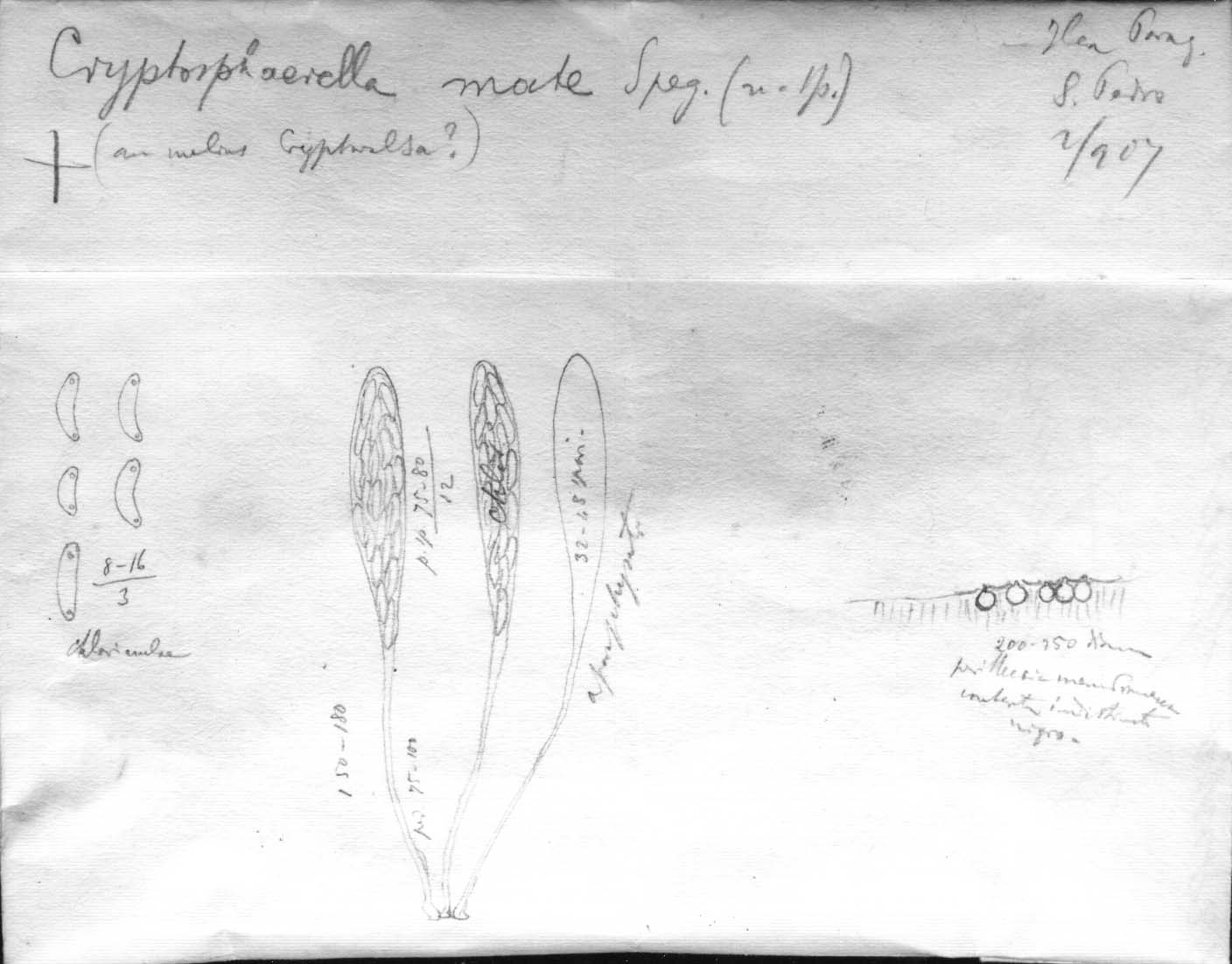 dibujo de Cryptosphaerella mate Speg.