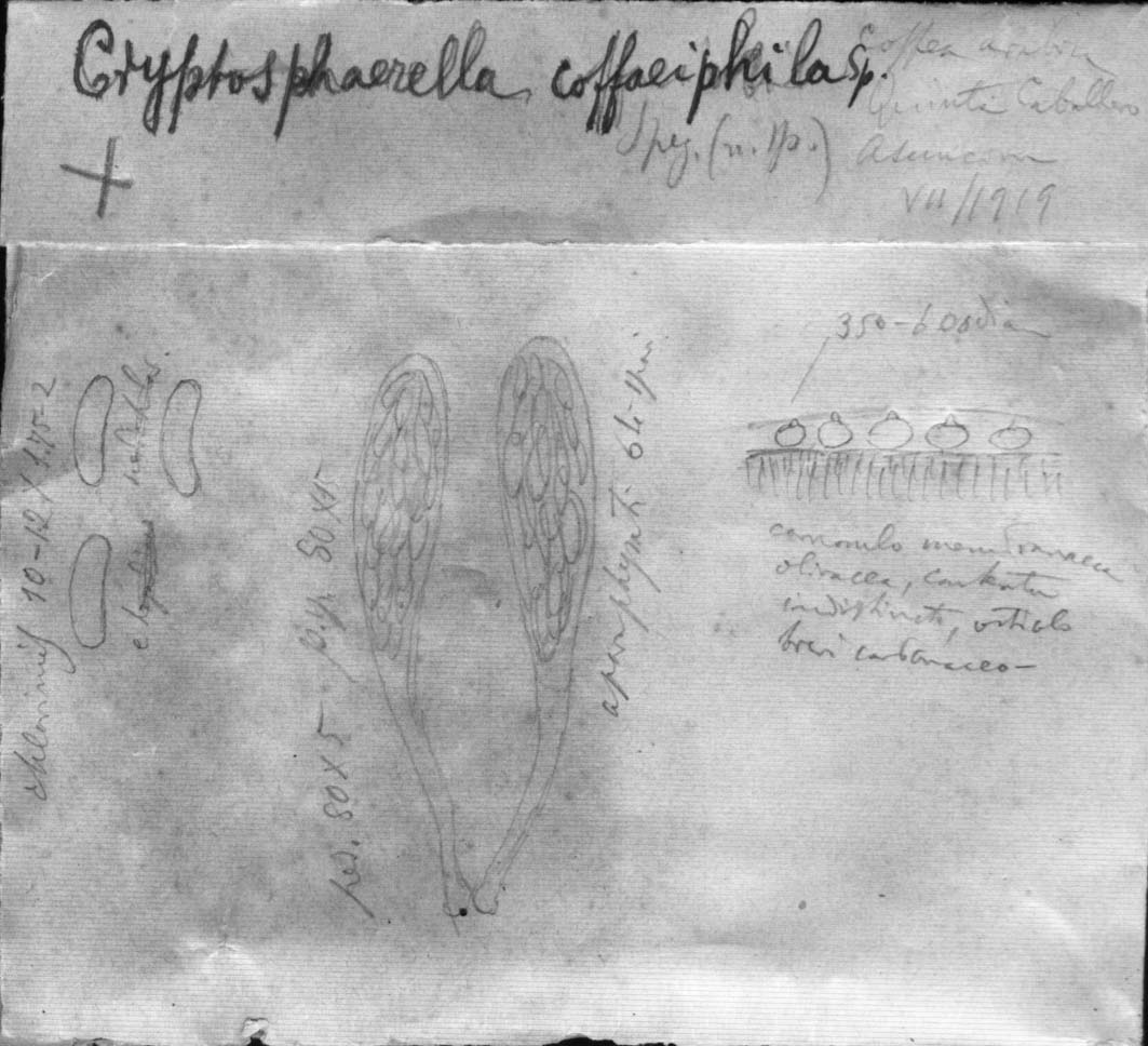 dibujo de Cryptosphaerella coffaeiphila Speg.