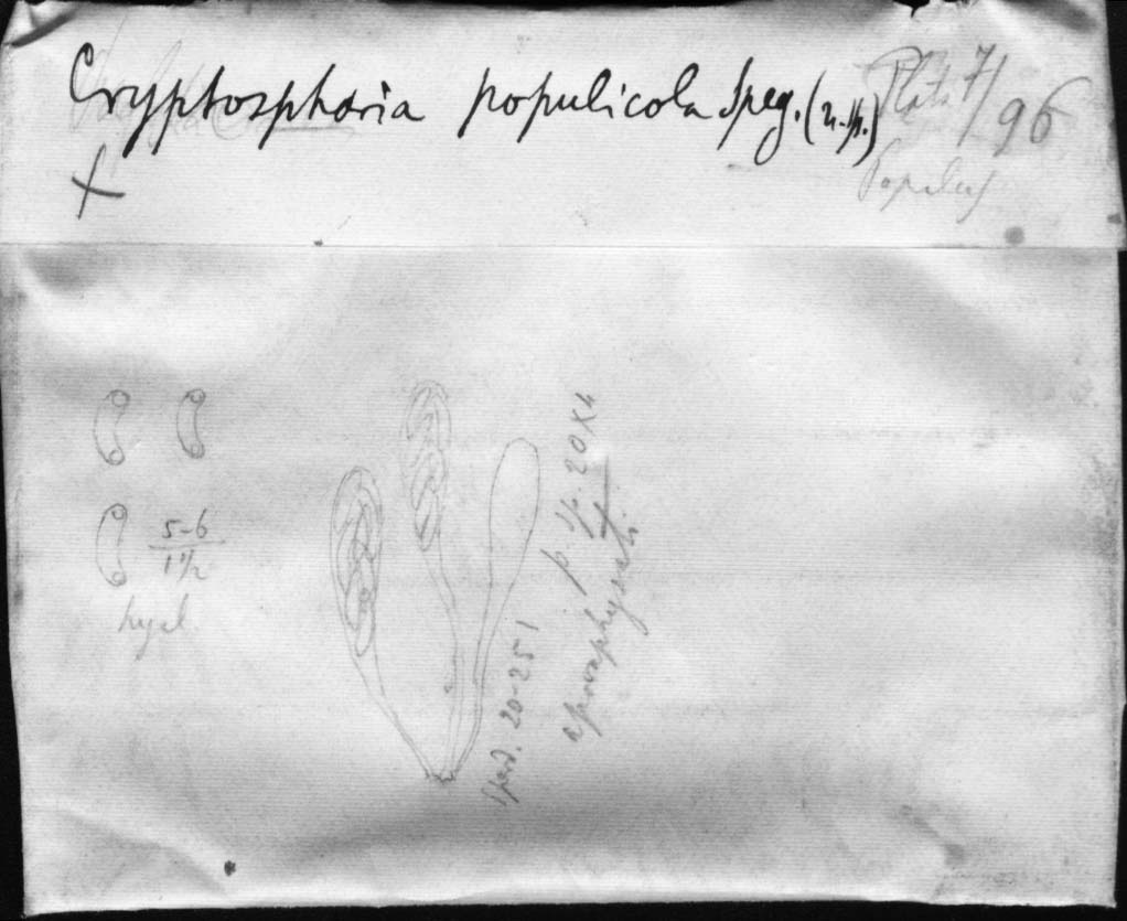 dibujo de Cryptosphaeria populicola Speg.