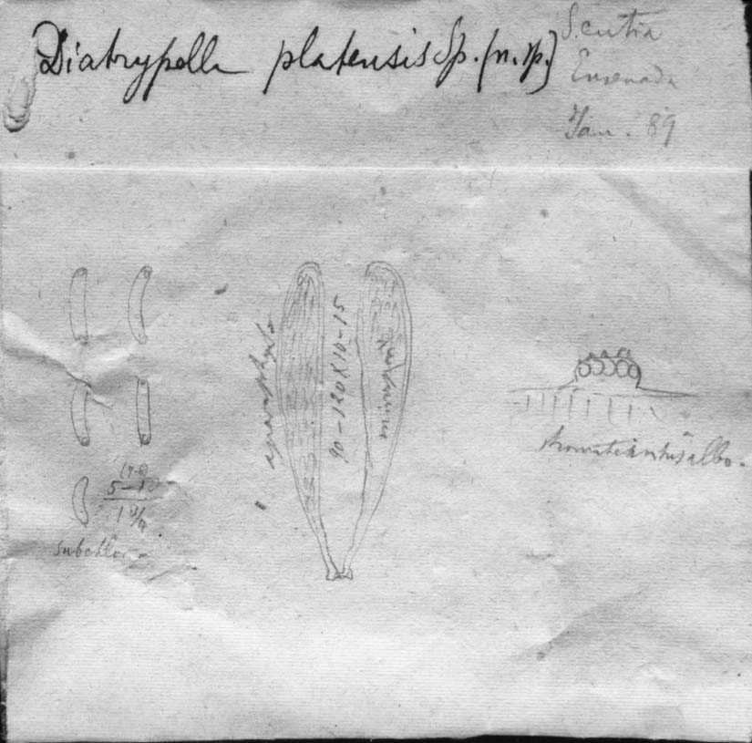 dibujo de Diatrypella platensis Speg.