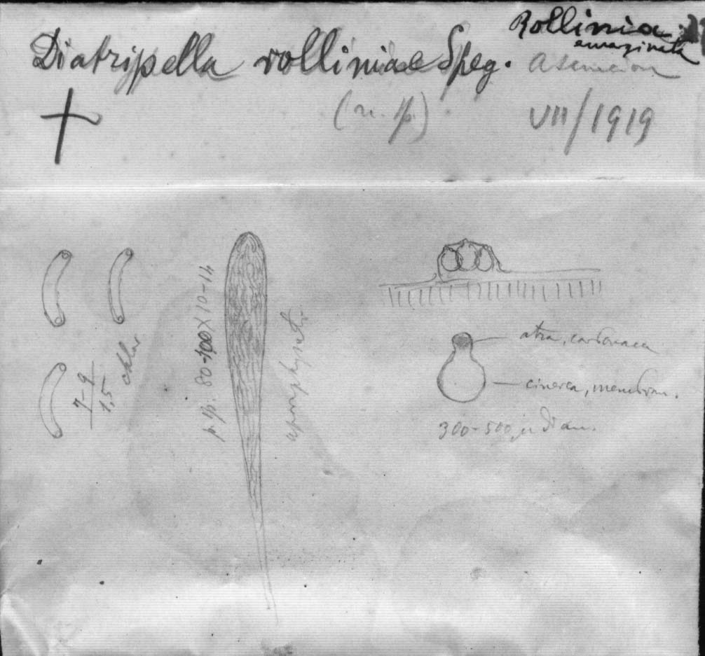 dibujo de Diatrypella rolliniae Speg.