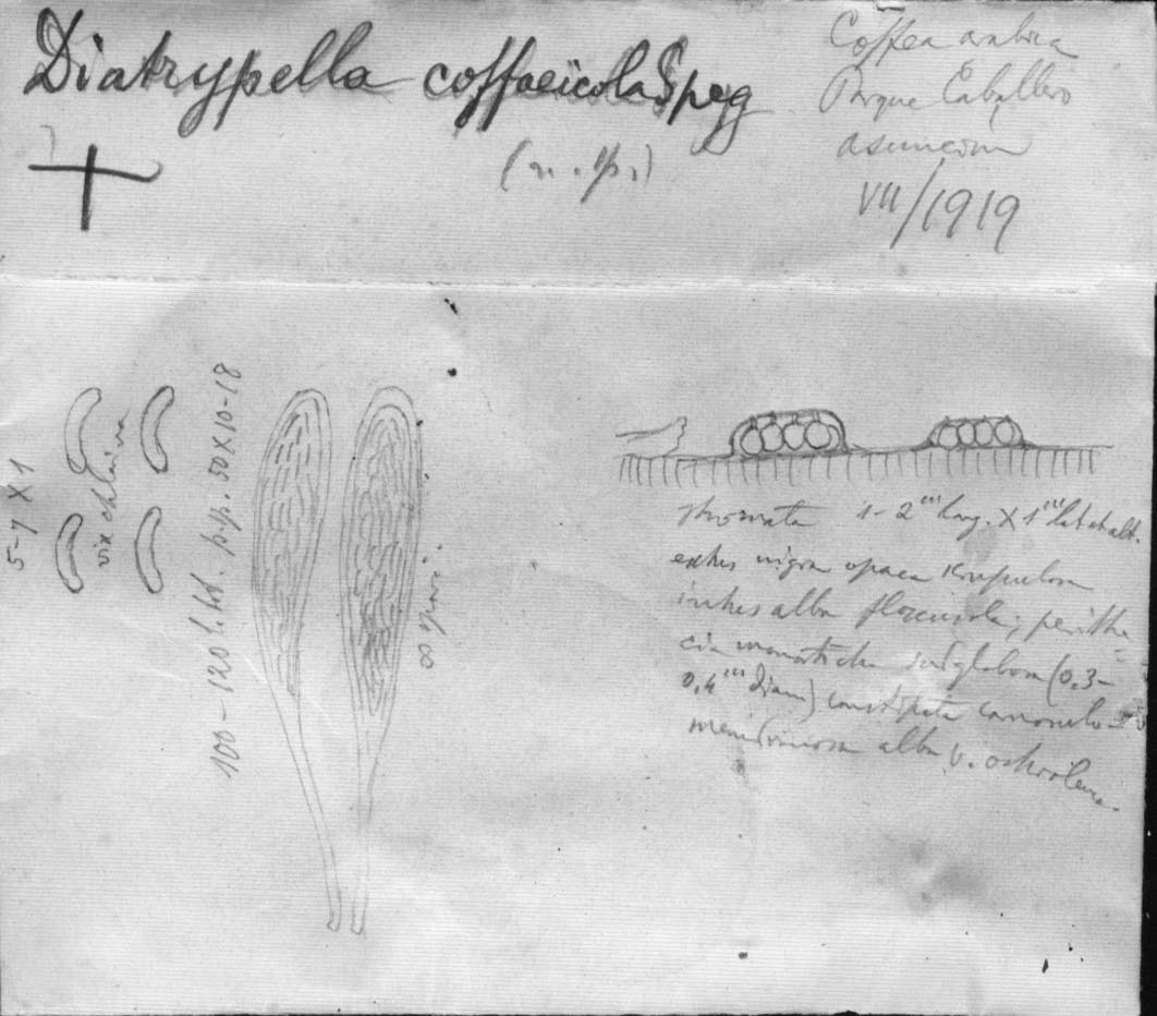 dibujo de Diatrypella coffaeicola Speg.