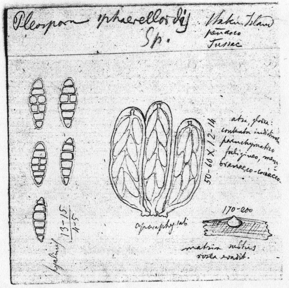 dibujo de Diatrypella missionum Speg.