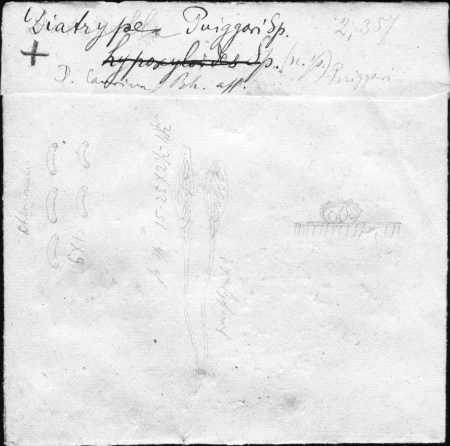 dibujo de Diatrype puiggarii Speg.