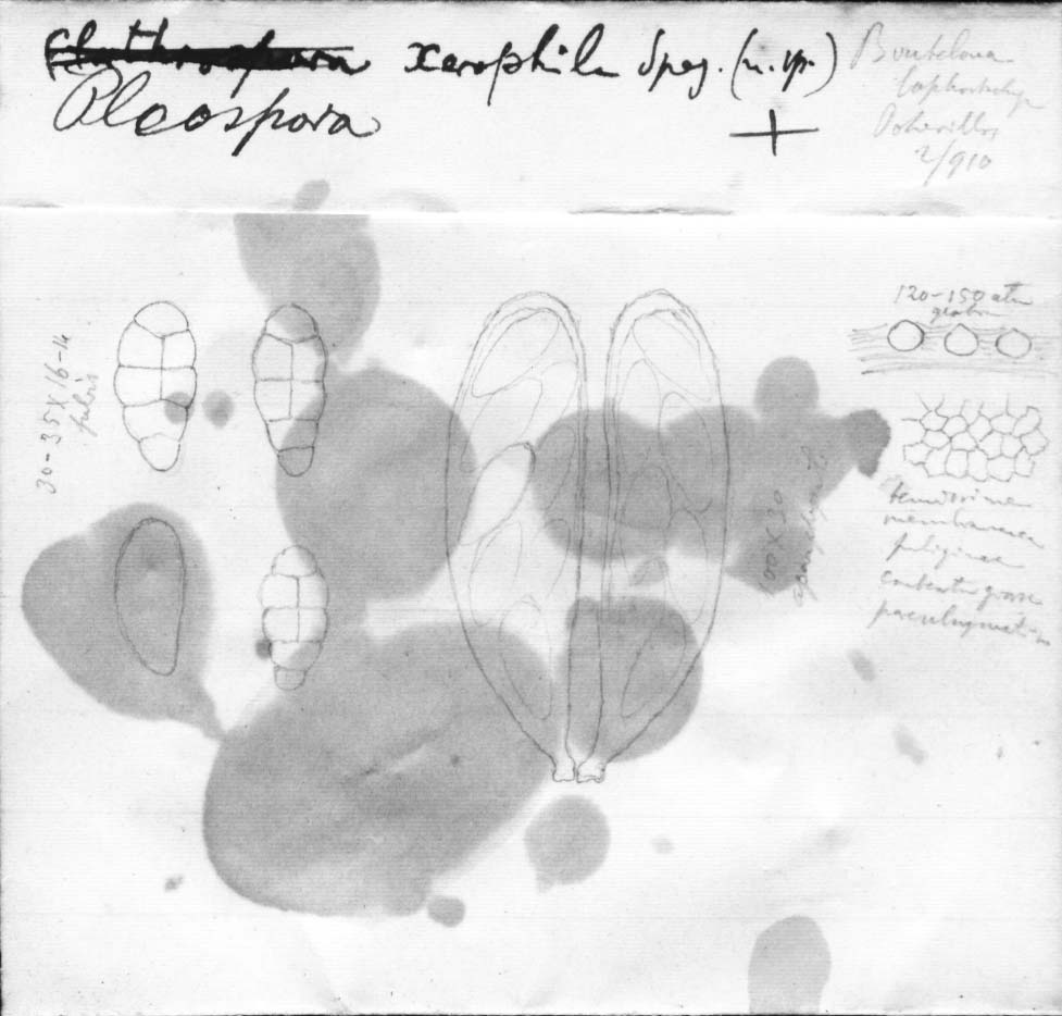 dibujo de Pleospora xerophila Speg.