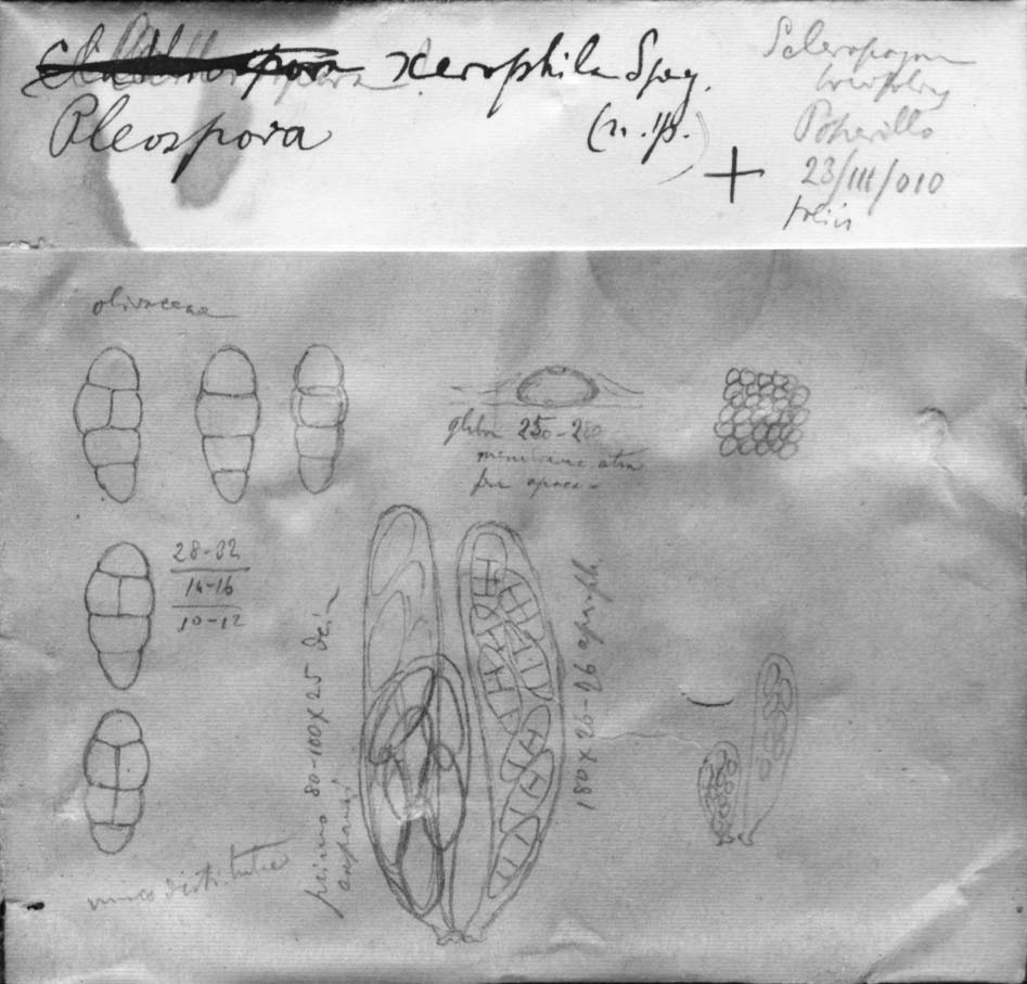 dibujo de Pleospora xerophila Speg.