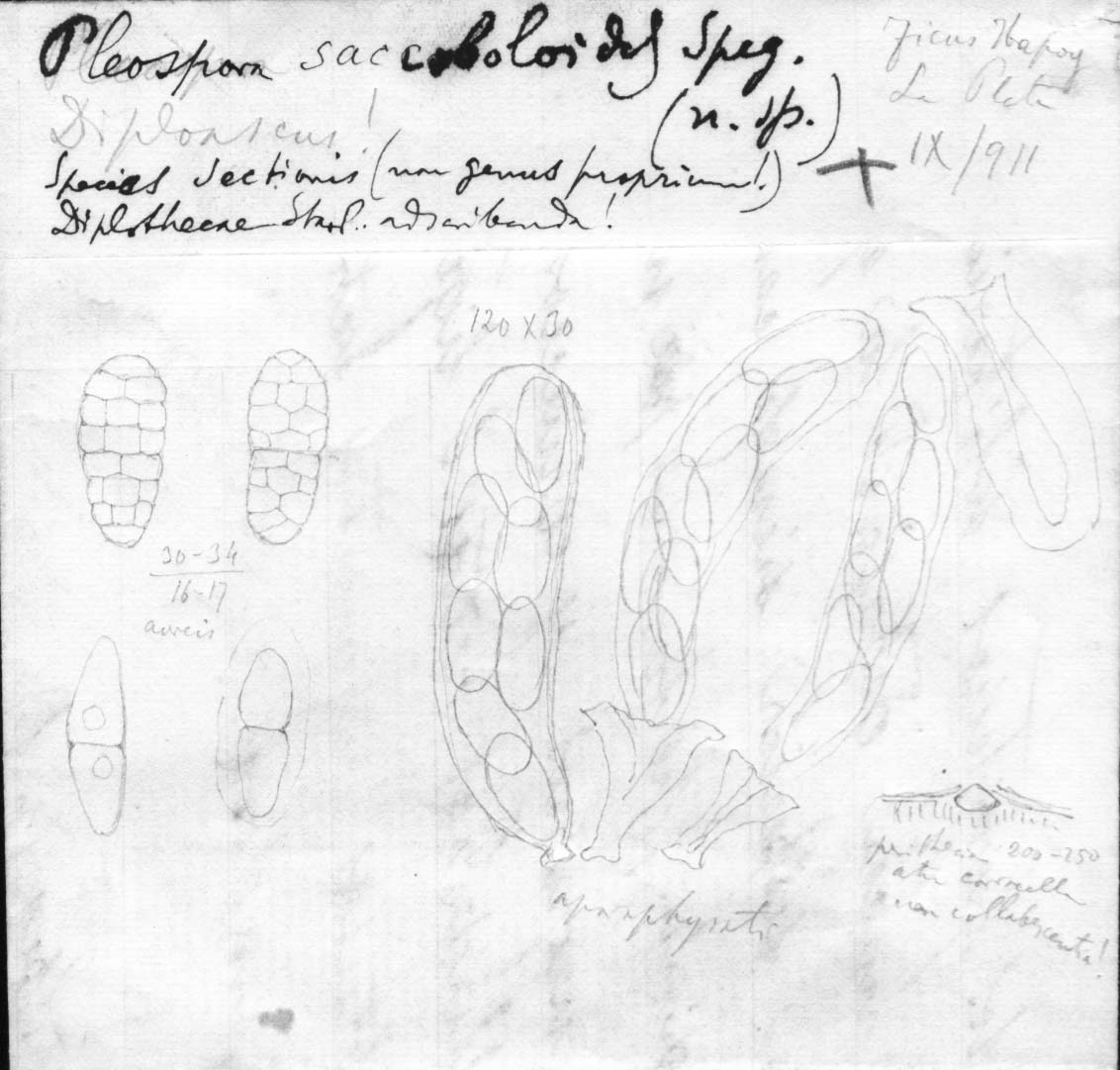 dibujo de Pleospora saccoboloides Speg.