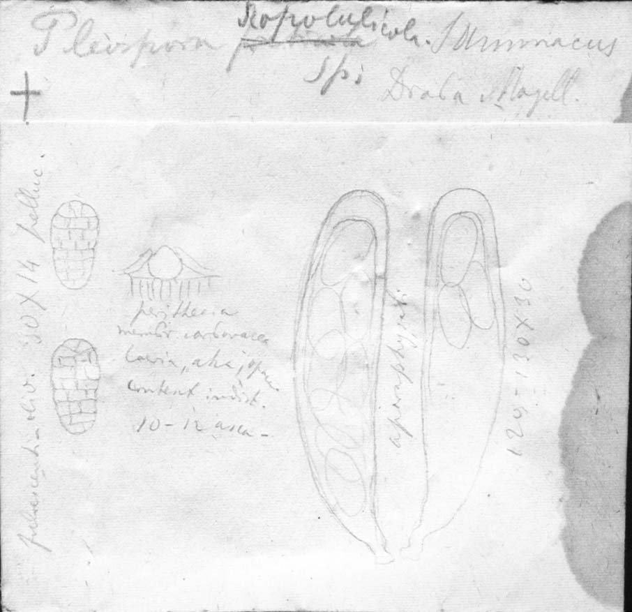 dibujo de Pleospora scopulicola Speg.