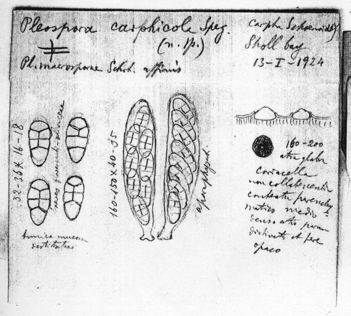 dibujo de Pleospora carphicola Speg.