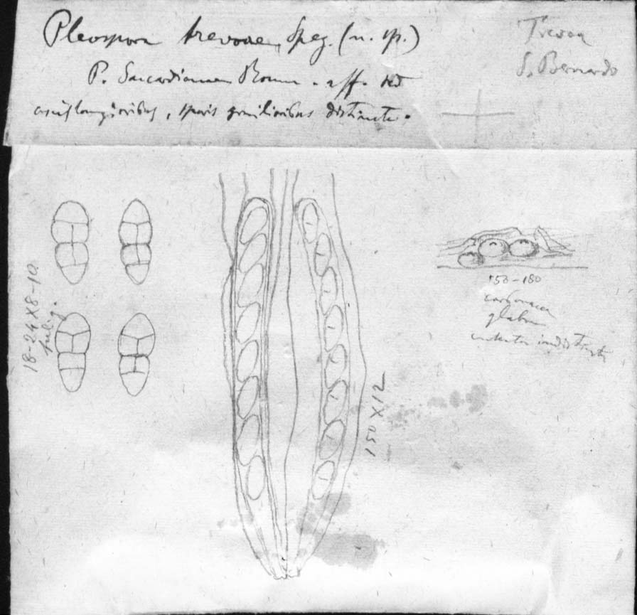 dibujo de Pleospora trevoae Speg.