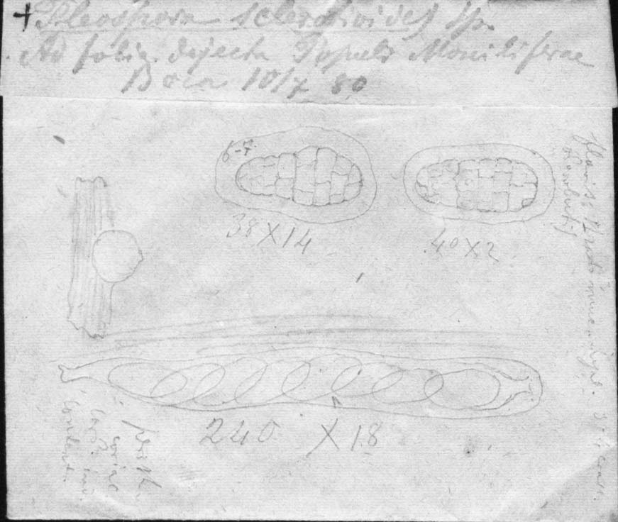 dibujo de Pleospora sclerotioides Speg.