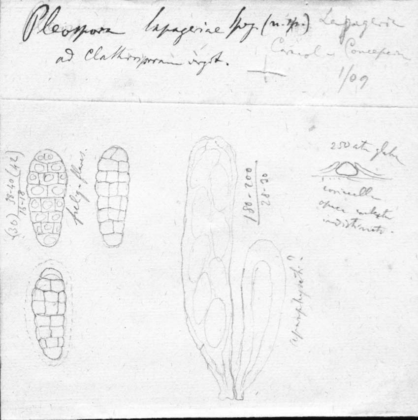 dibujo de Pleospora lapageriae Speg.