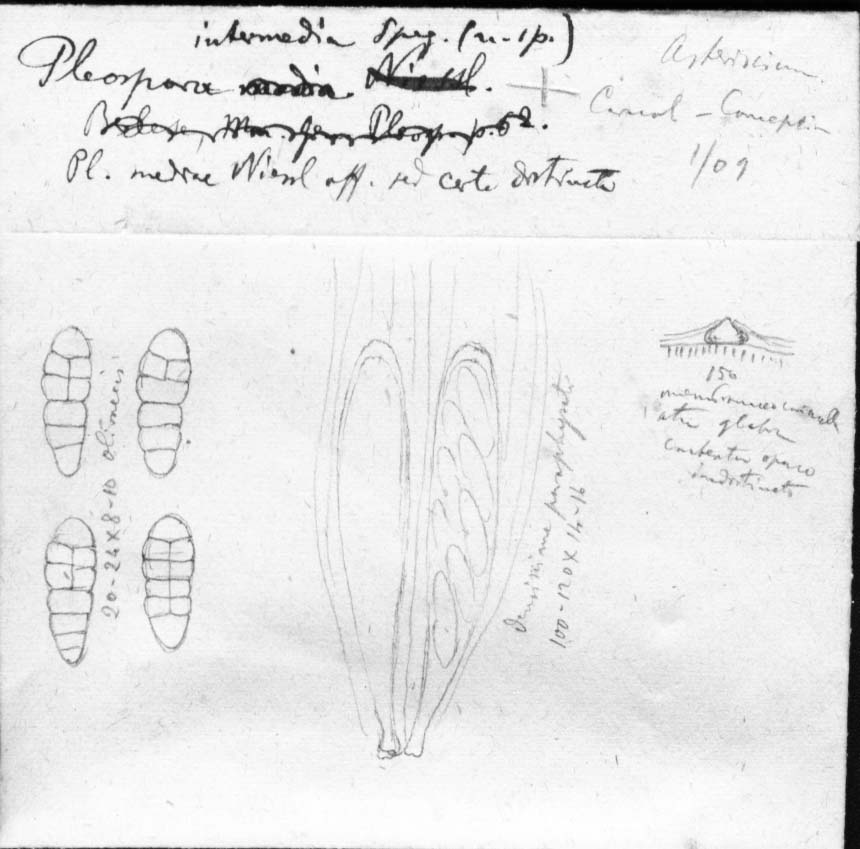 dibujo de Pleospora intermedia Speg.