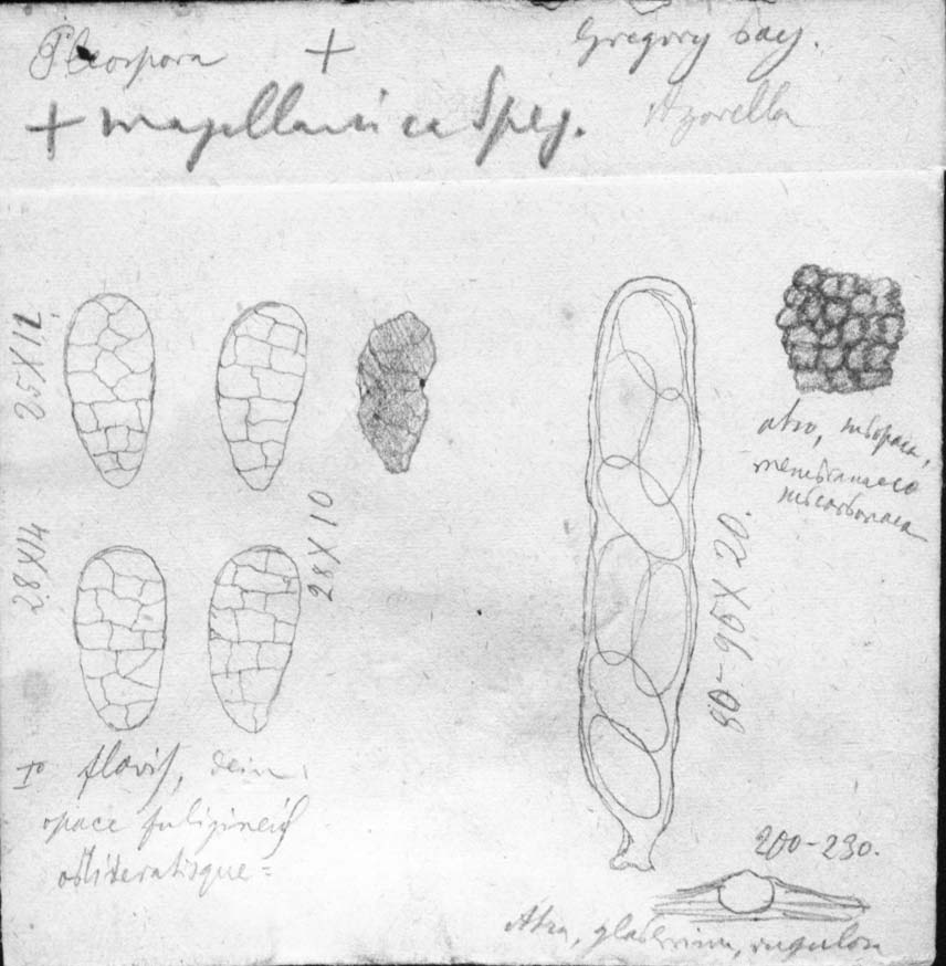 dibujo de Pleospora magellanica Speg.