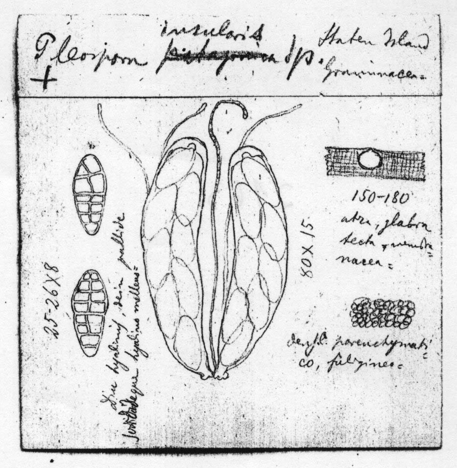dibujo de Pleospora insularis Speg.