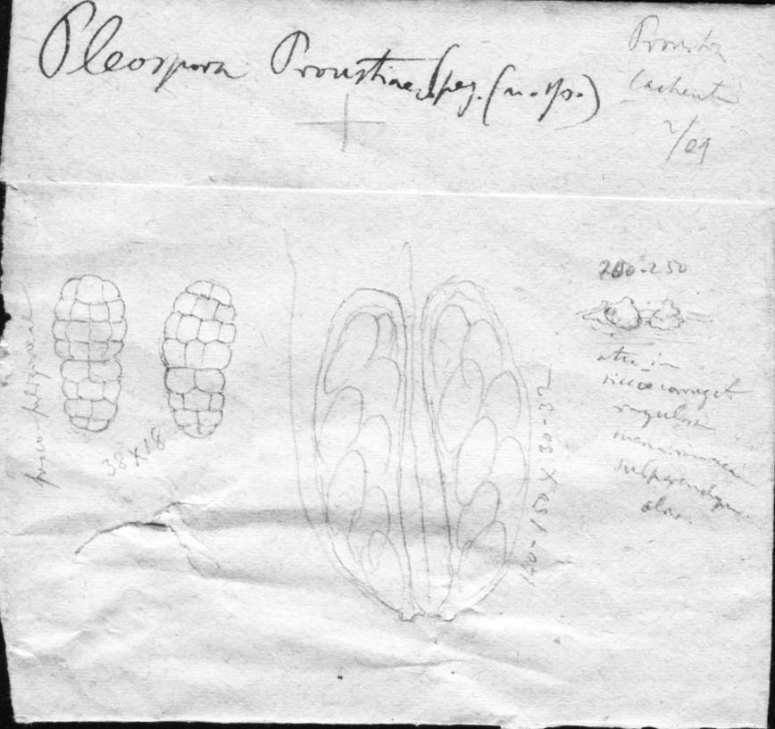 dibujo de Pleospora proustiae Speg.