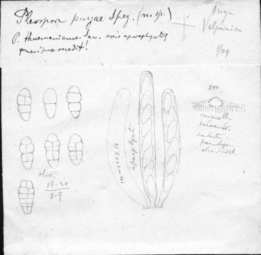 dibujo de Pleospora puyae Speg.