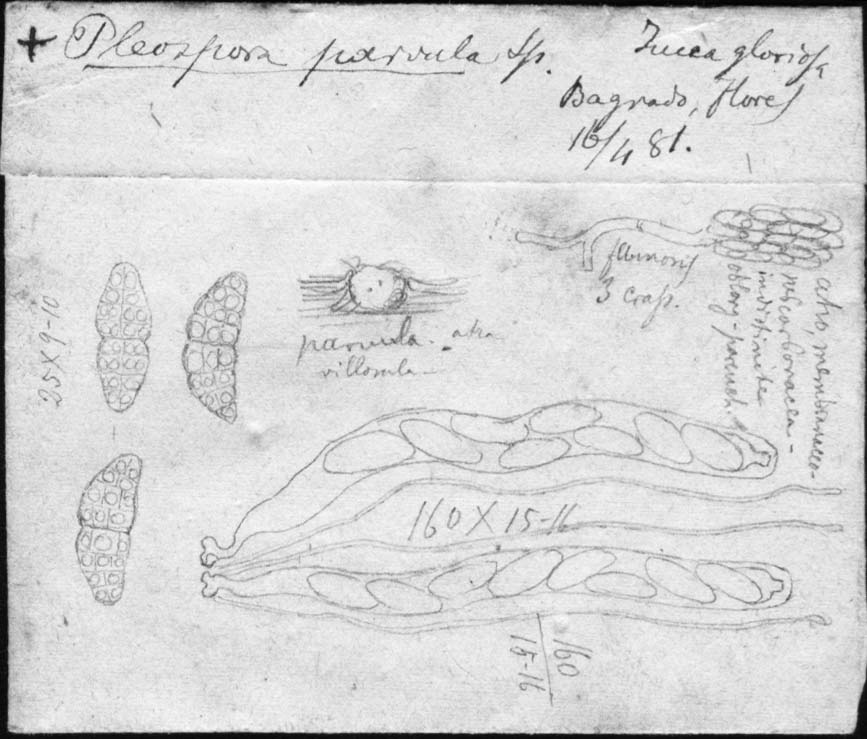 dibujo de Pleospora parvula Speg.