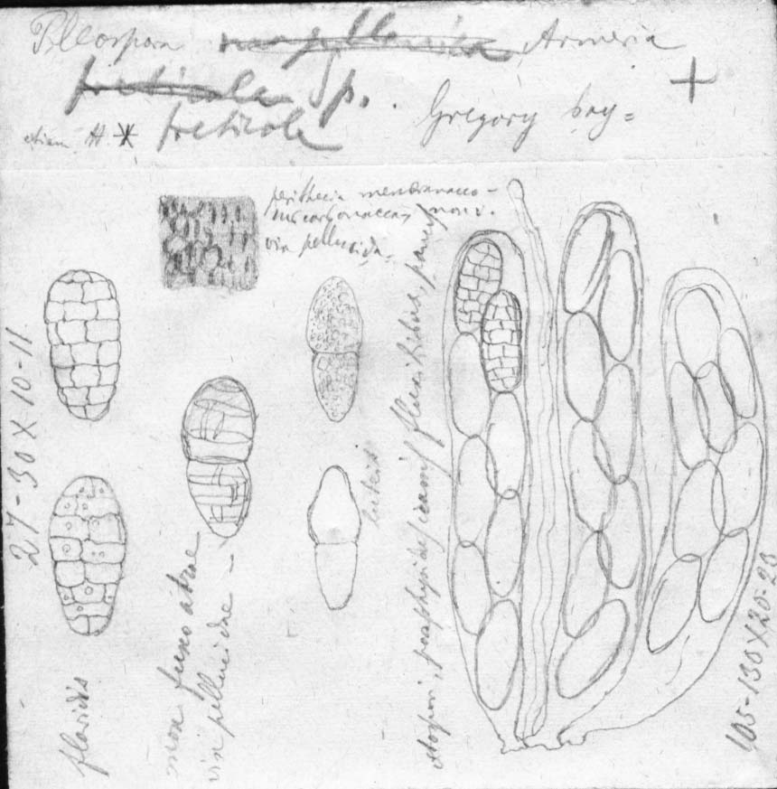 dibujo de Pleospora freticola Speg.