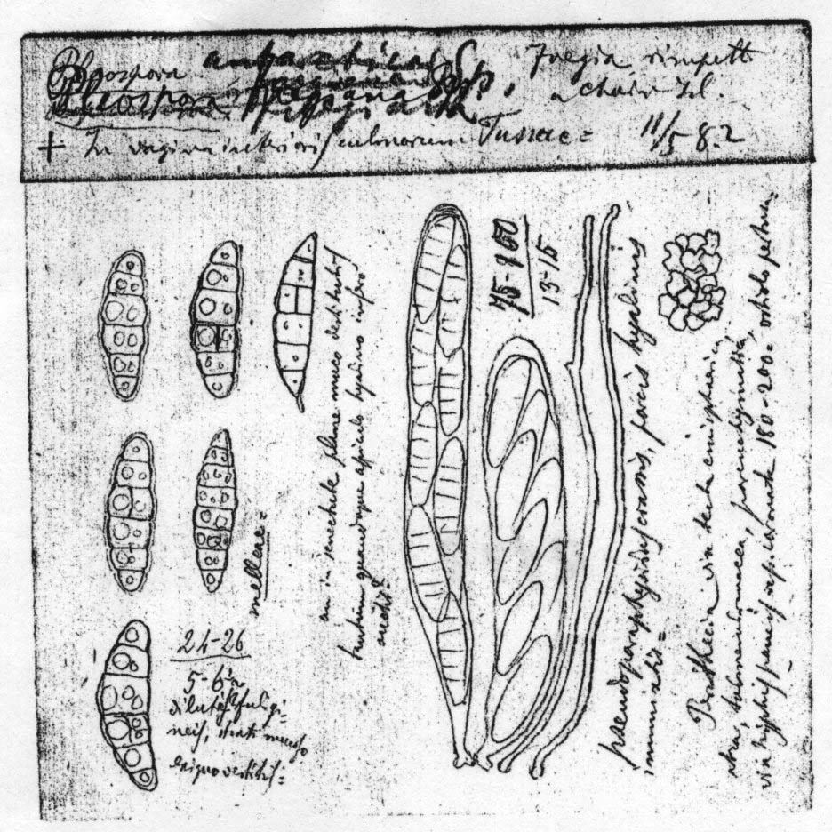 dibujo de Pleospora fuegiana Speg.