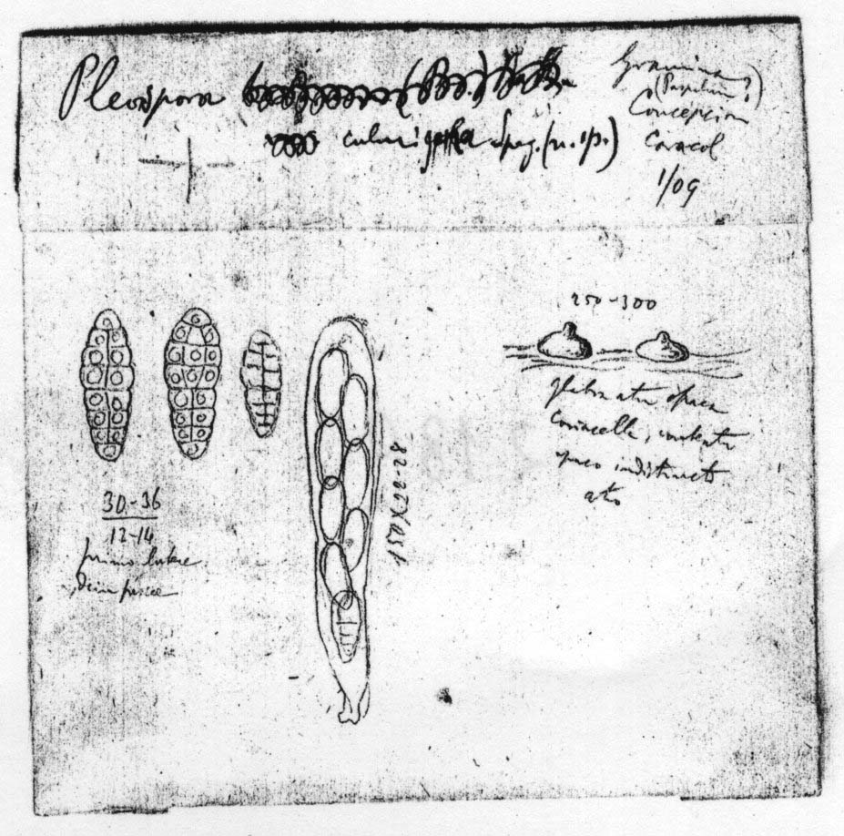 dibujo de Pleospora culmicola Speg.