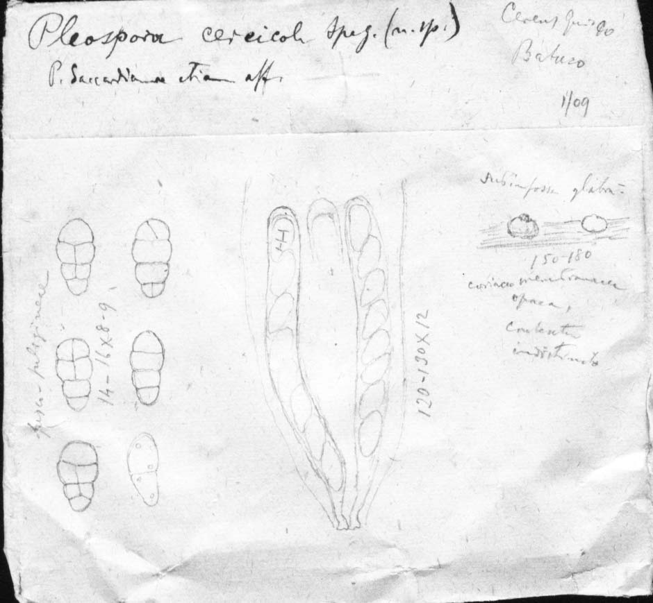 dibujo de Pleospora cereicola Speg.