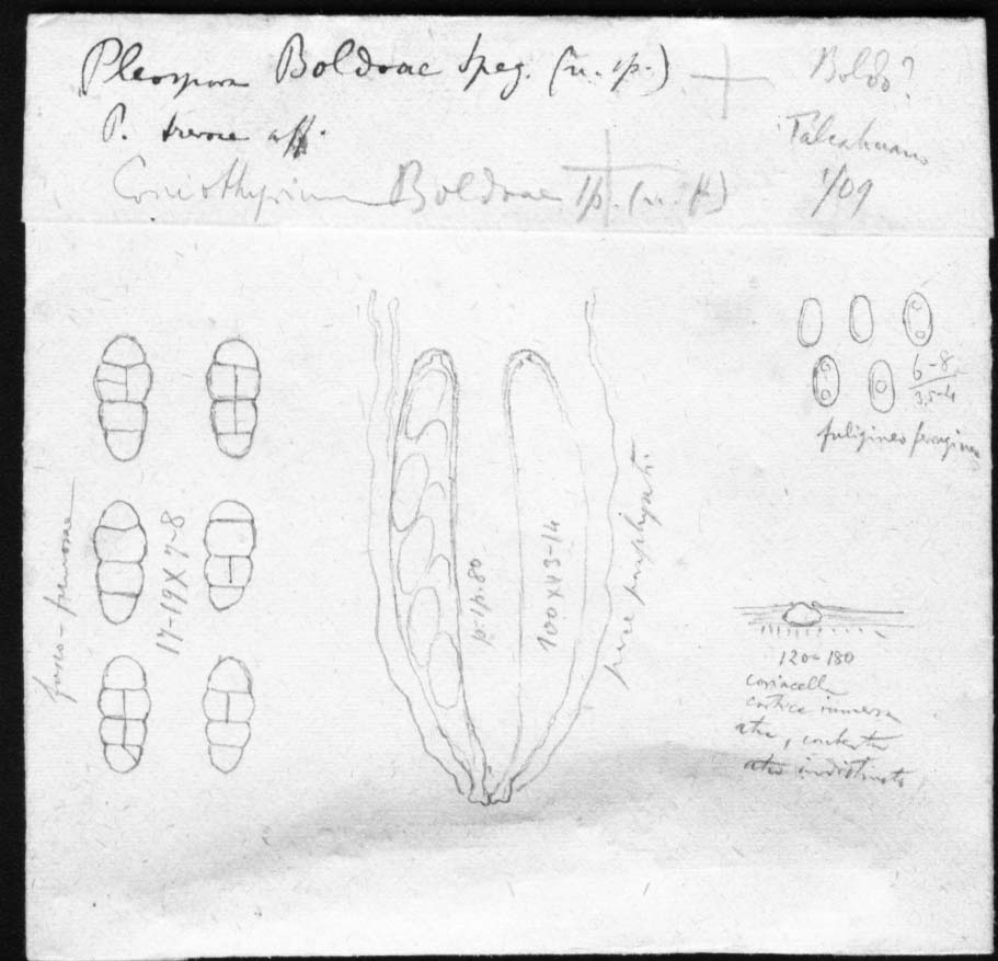dibujo de Pleospora boldoae Speg.