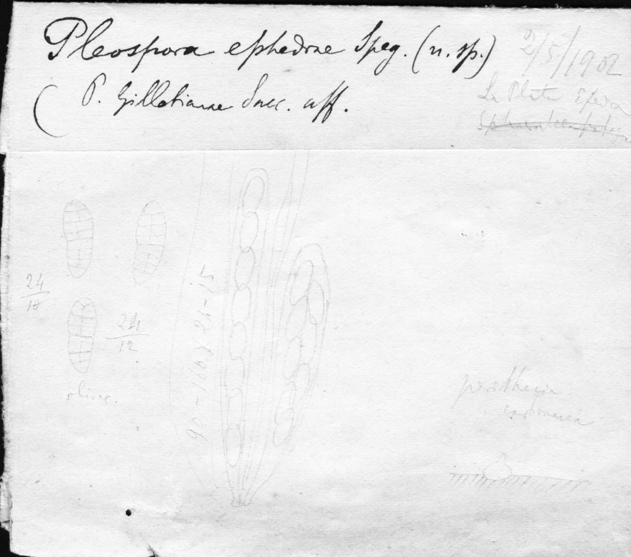 dibujo de Pleospora ephedrae Speg.