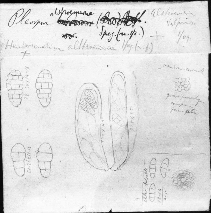 dibujo de Pleospora alstroemeriae Speg.