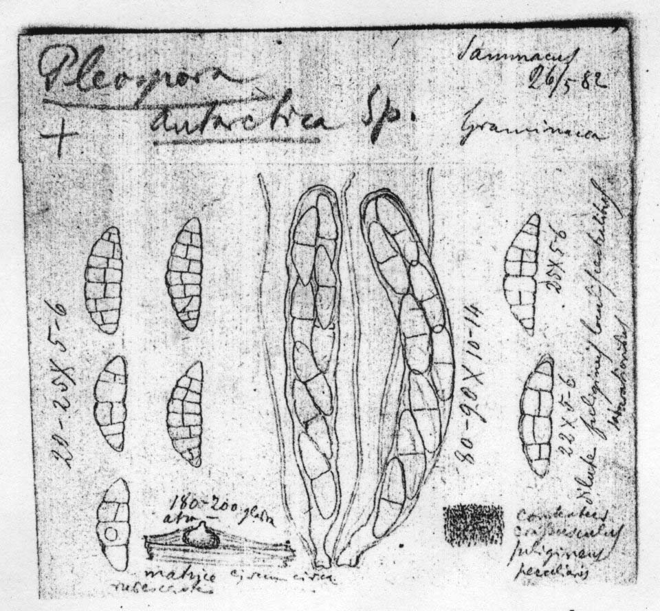 dibujo de Pleospora antarctica Speg.