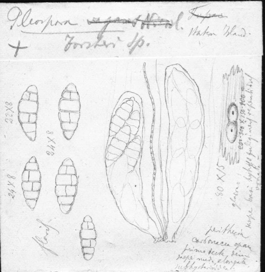 dibujo de Pleospora forsteri Speg.