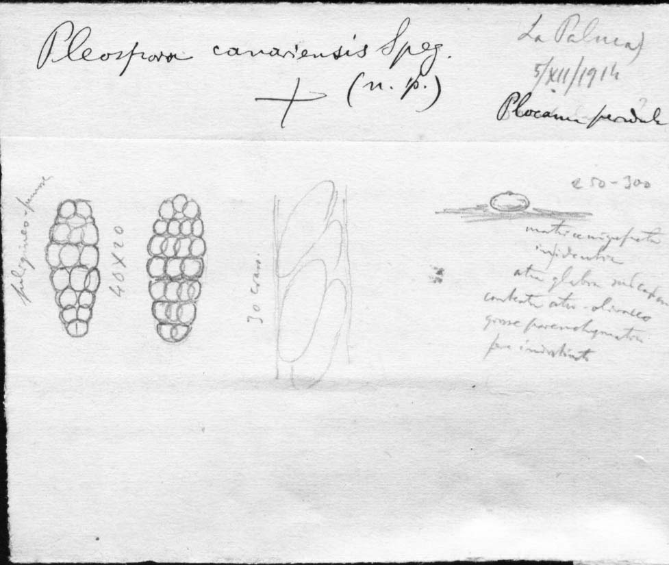 dibujo de Pleospora canariensis Speg.