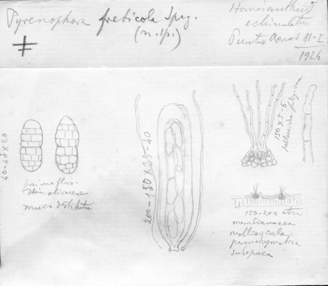 dibujo de Pyrenophora freticola Speg.