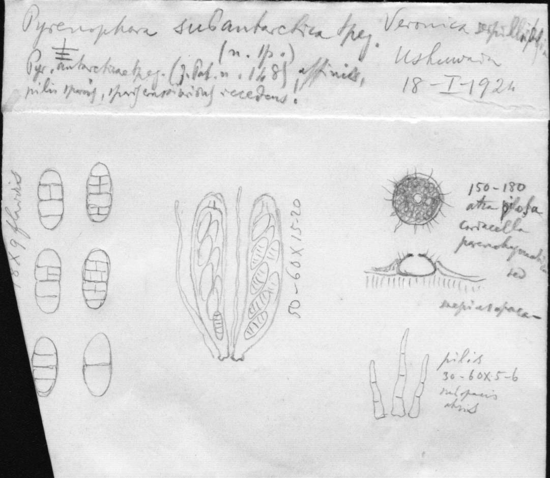 dibujo de Pyrenophora subantarctica Speg.