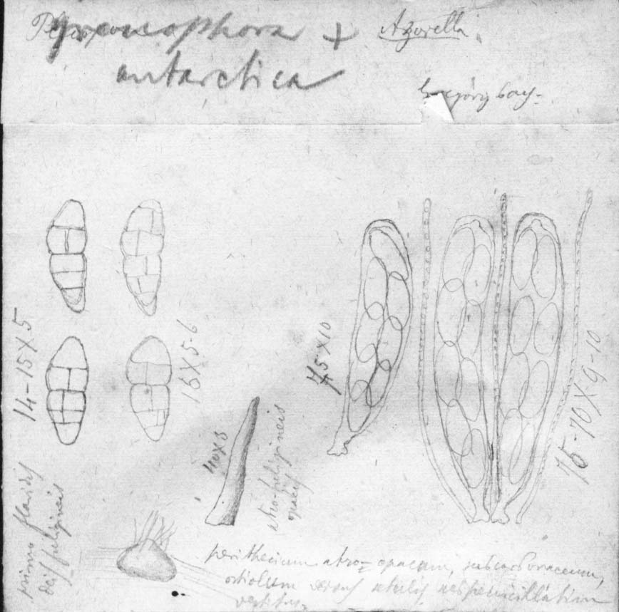 dibujo de Pyrenophora antarctica Speg.