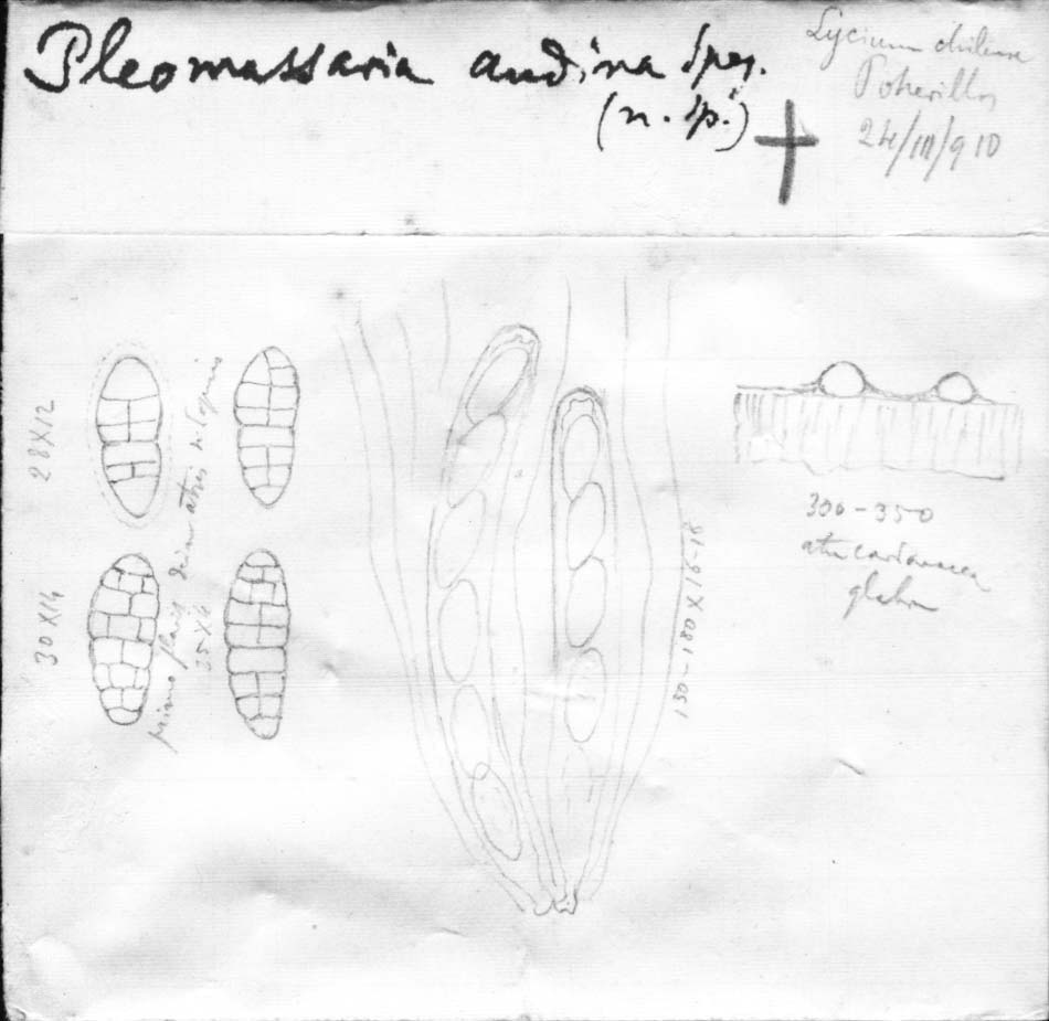dibujo de Pleomassaria andina Speg.