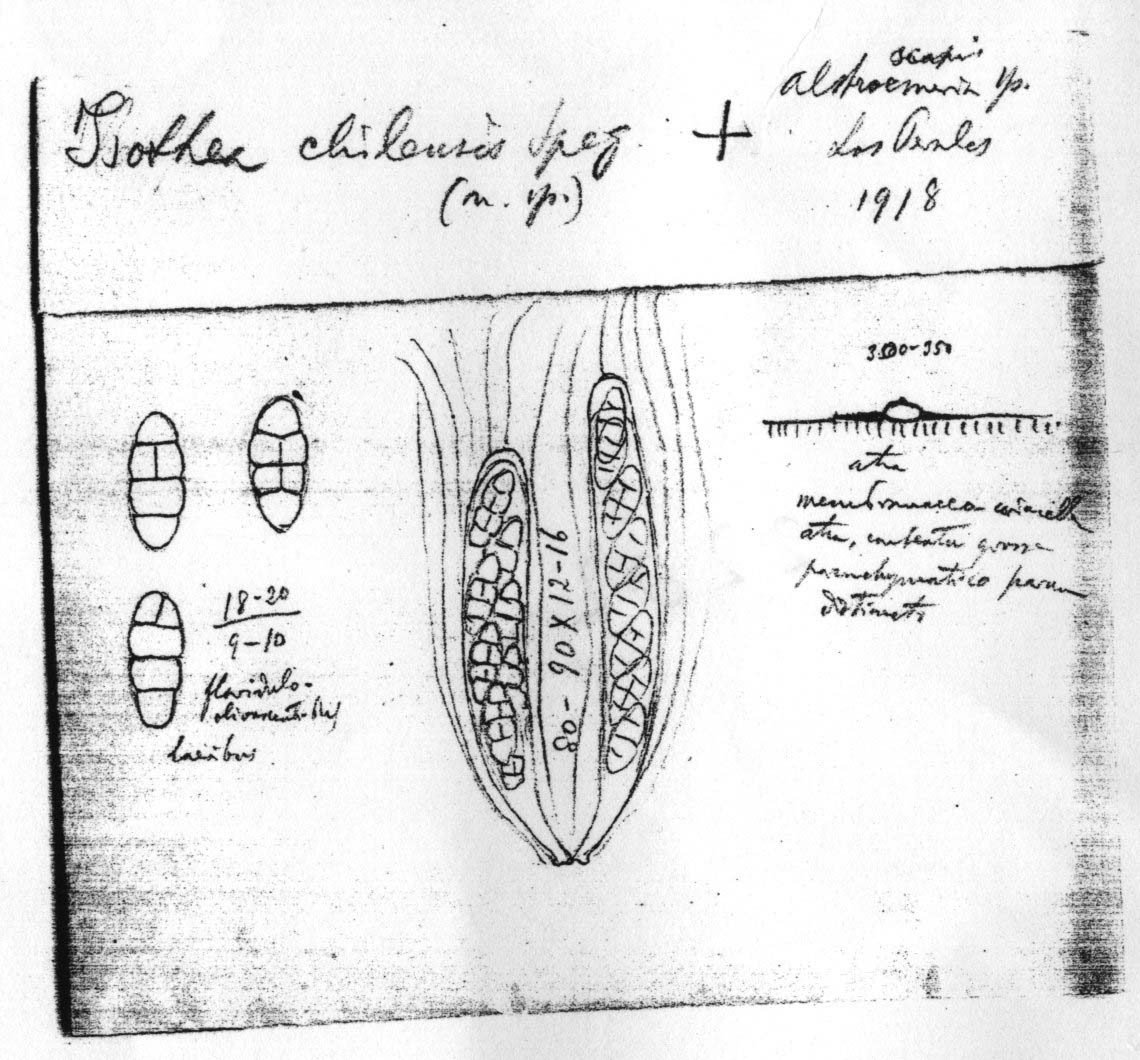 dibujo de Isothea chilensis Speg.