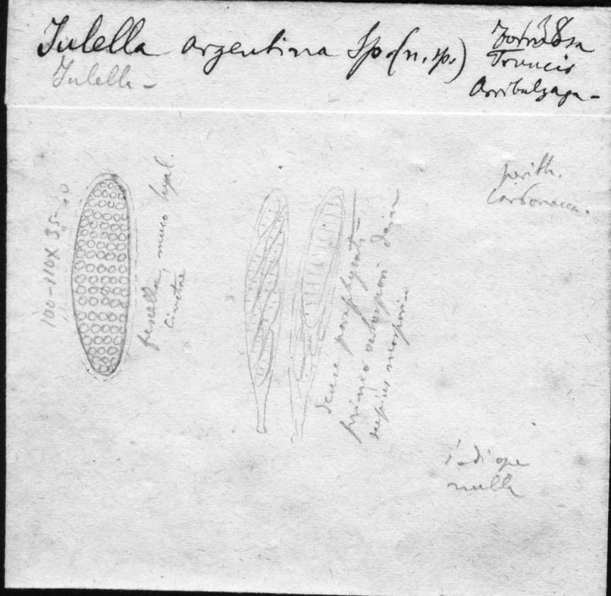 dibujo de Julella argentina Speg.