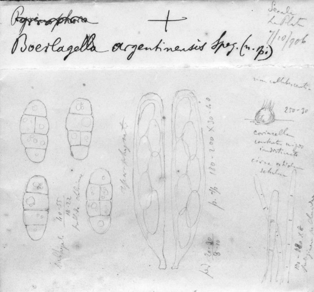 dibujo de Boerlagella argentinensis Speg.