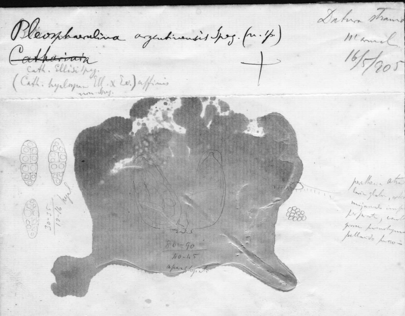 dibujo de Pleosphaerulina argentinensis Speg.