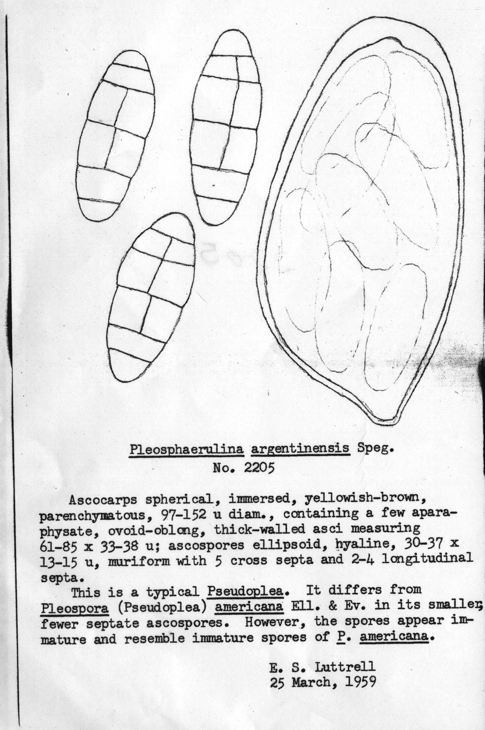 dibujo de Pleosphaerulina argentinensis Speg.