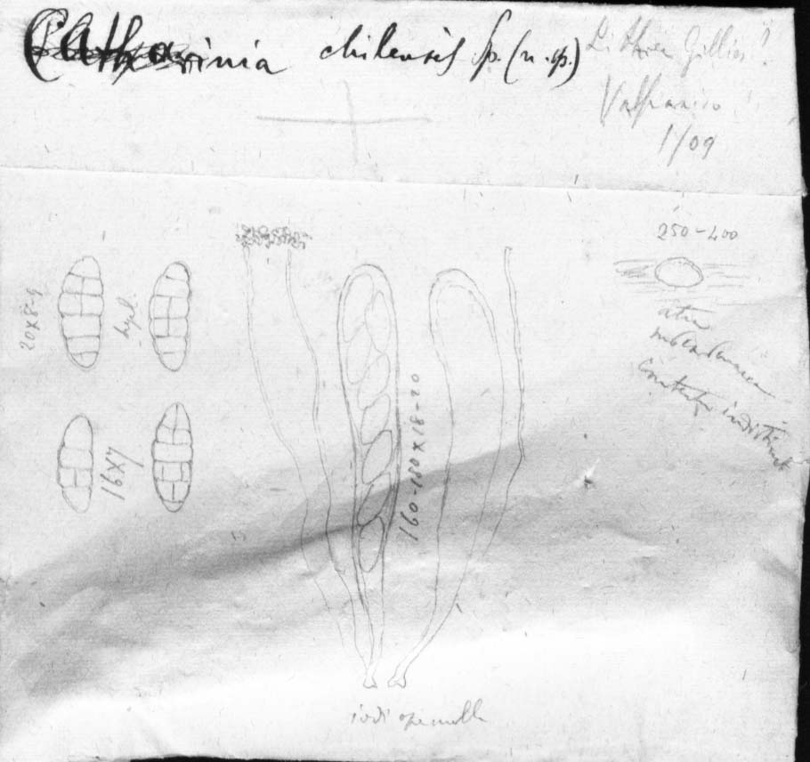 dibujo de Catharinia chilensis Speg.