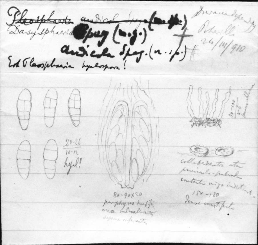 dibujo de Dasysphaeria andicola Speg.